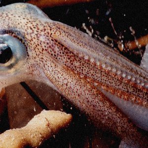 squid-loligo